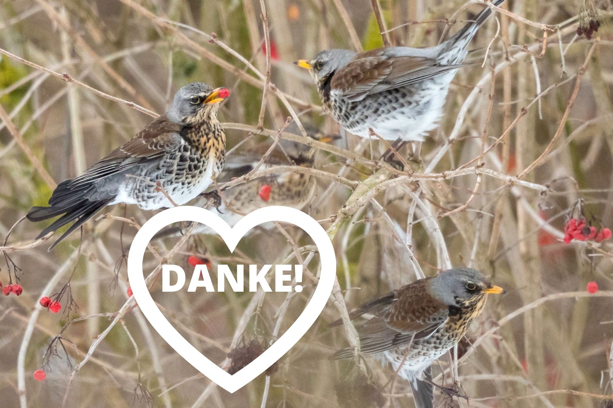 Stunde der Wintervögel 2021 in Bayern Hier melden! LBV Gemeinsam