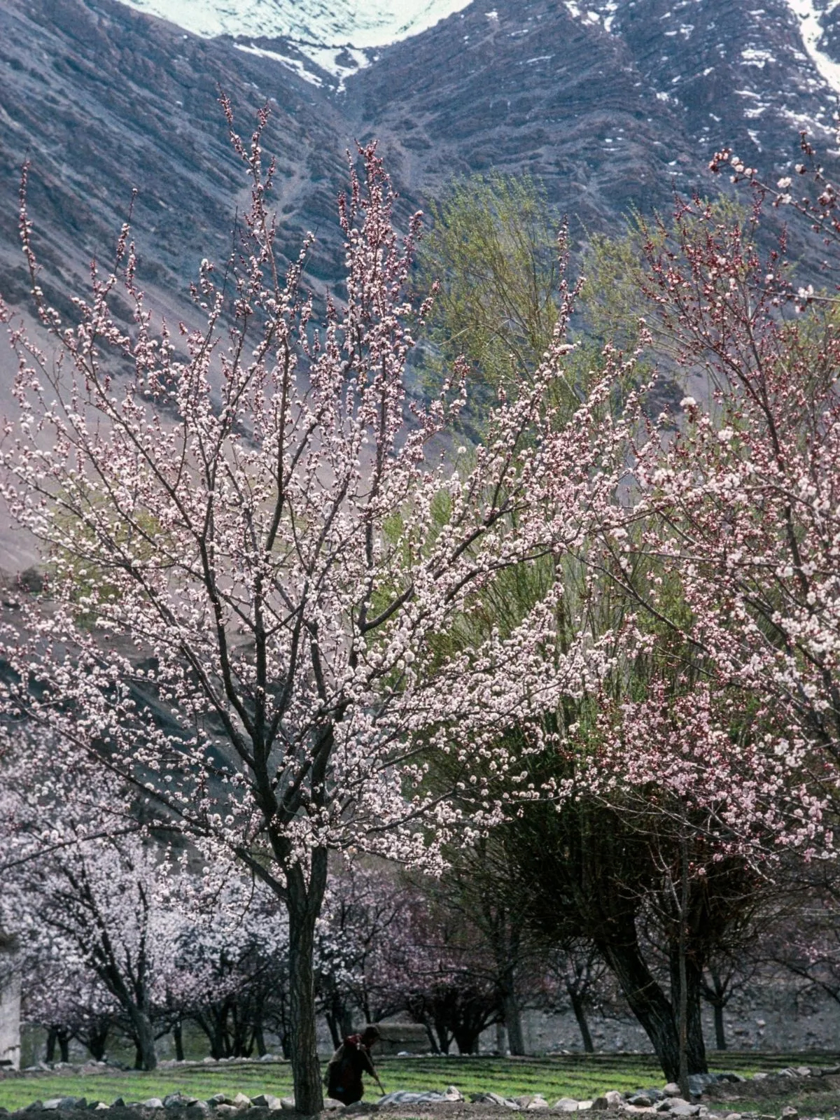 Apricot Blossom Festival in Ladakh Lchang Nang Retreat