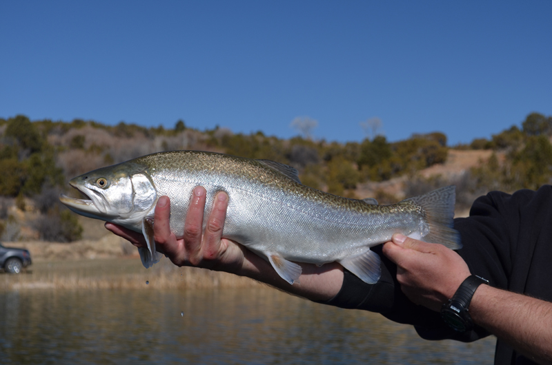 L.C. Ranch Utah Fly Fishing Photo Gallery Utah Trout Pictures
