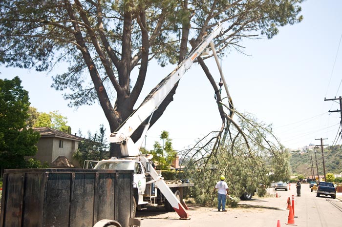 San Diego Tree Removal Services LC Tree Trimming Inc