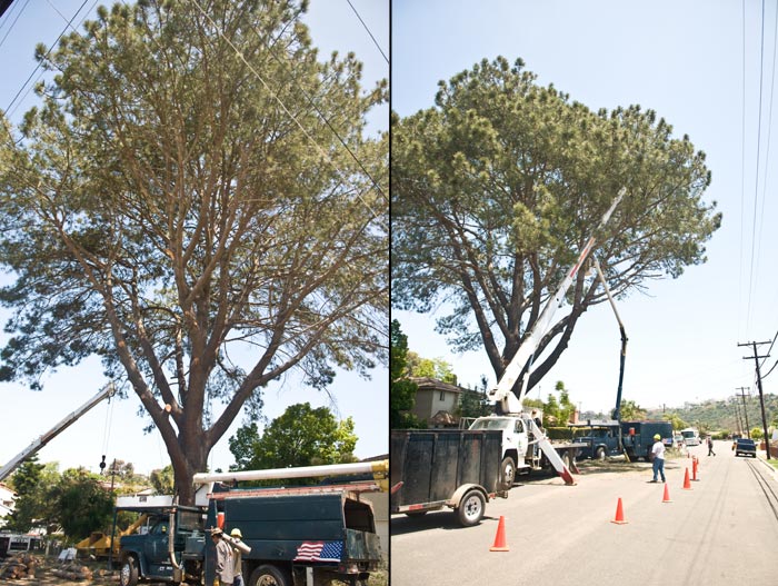 San Diego Tree Removal Services LC Tree Trimming Inc San Diego Tree