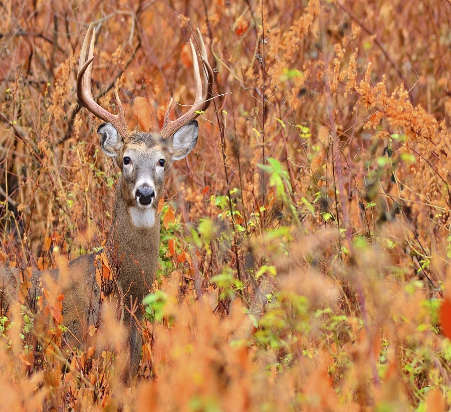 Home Lavaca County Wildlife Management Association Port Lavaca, TX