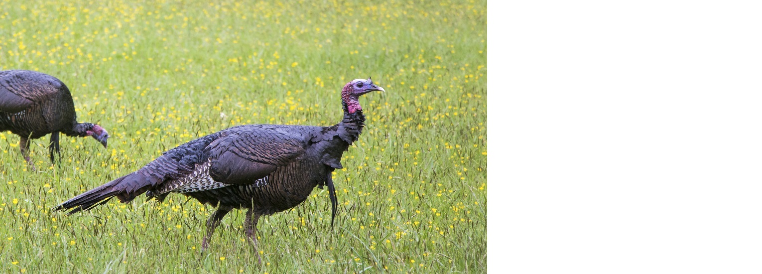 Home Lavaca County Wildlife Management Association Port Lavaca, TX