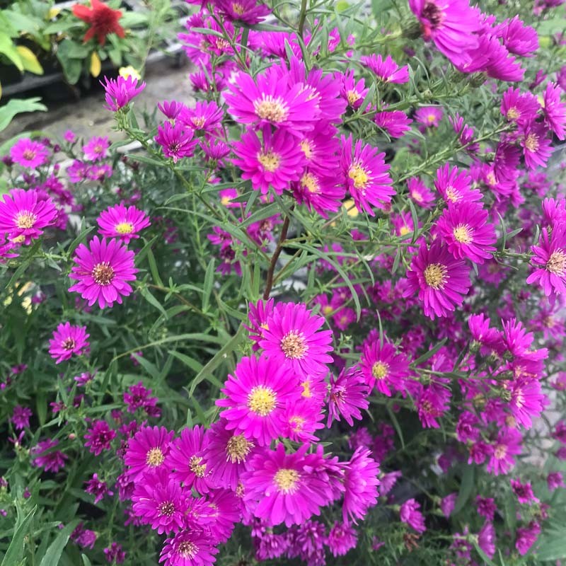 Aster ericoides Pixie Red Eye le Châtel des vivaces