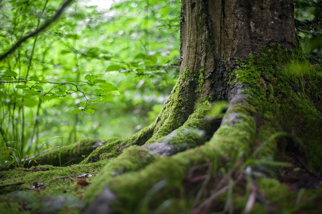 Le saviezvous ? Les arbres boivent environ 2 000 litres d'eau chaque