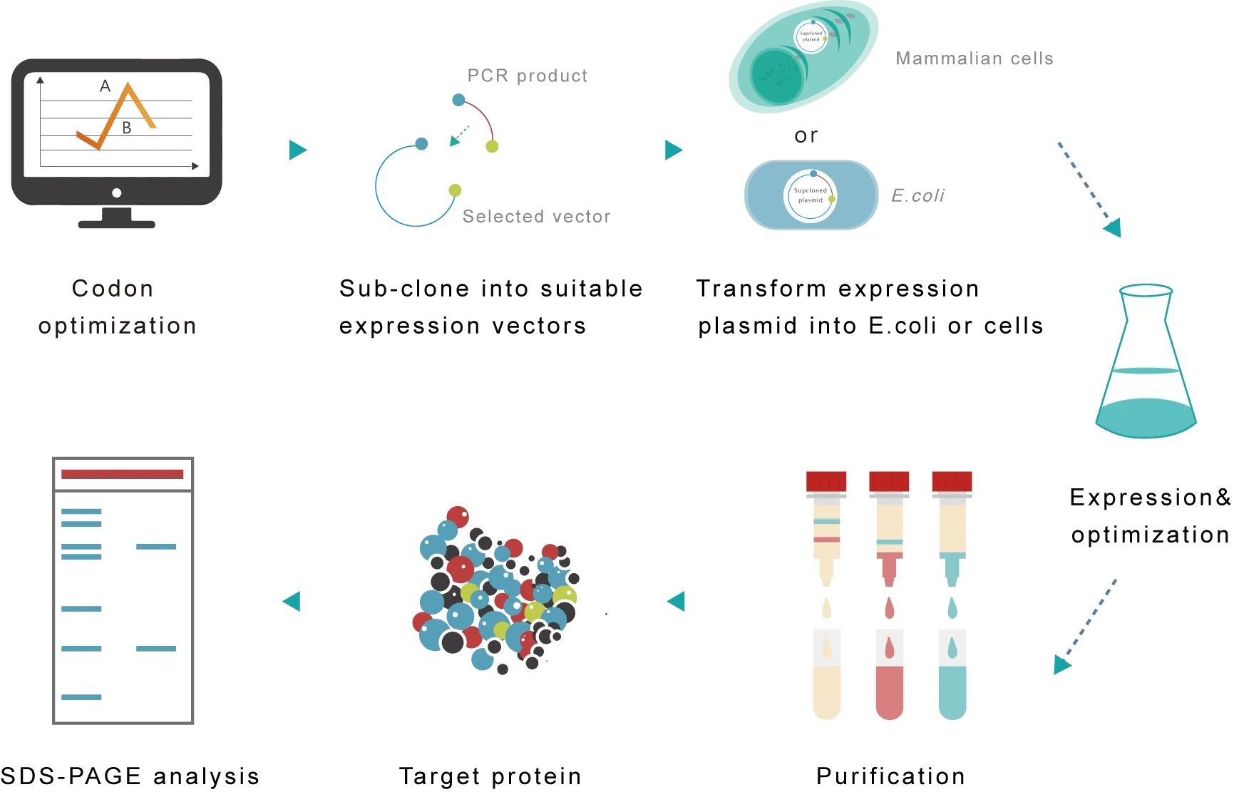 Protein Expression Leadgene Biomedical