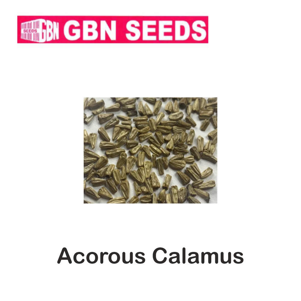 GBN acorous calamus(Buch) seeds (1 KG)(pack of 10) LeafConAgro