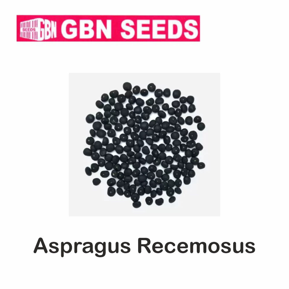 GBN Asparagus racemosus (Shatavari) seeds (1 KG)(pack of 10) LeafConAgro