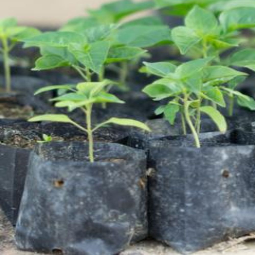 MADHI NURSERY CHILLI 1232 KALASH PLANT LeafConAgro