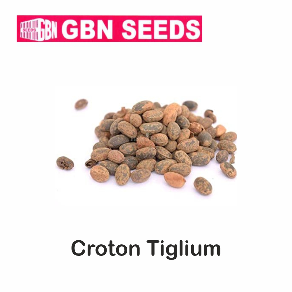 GBN croton liglium(Jamalgoṭa) seeds (1 KG)(pack of 10) LeafConAgro