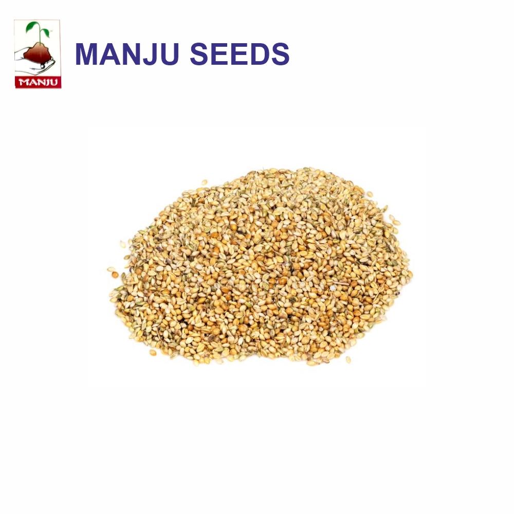 manju Foxtail(Millet) seeds (1 KG)(PACK OF 25) LeafConAgro