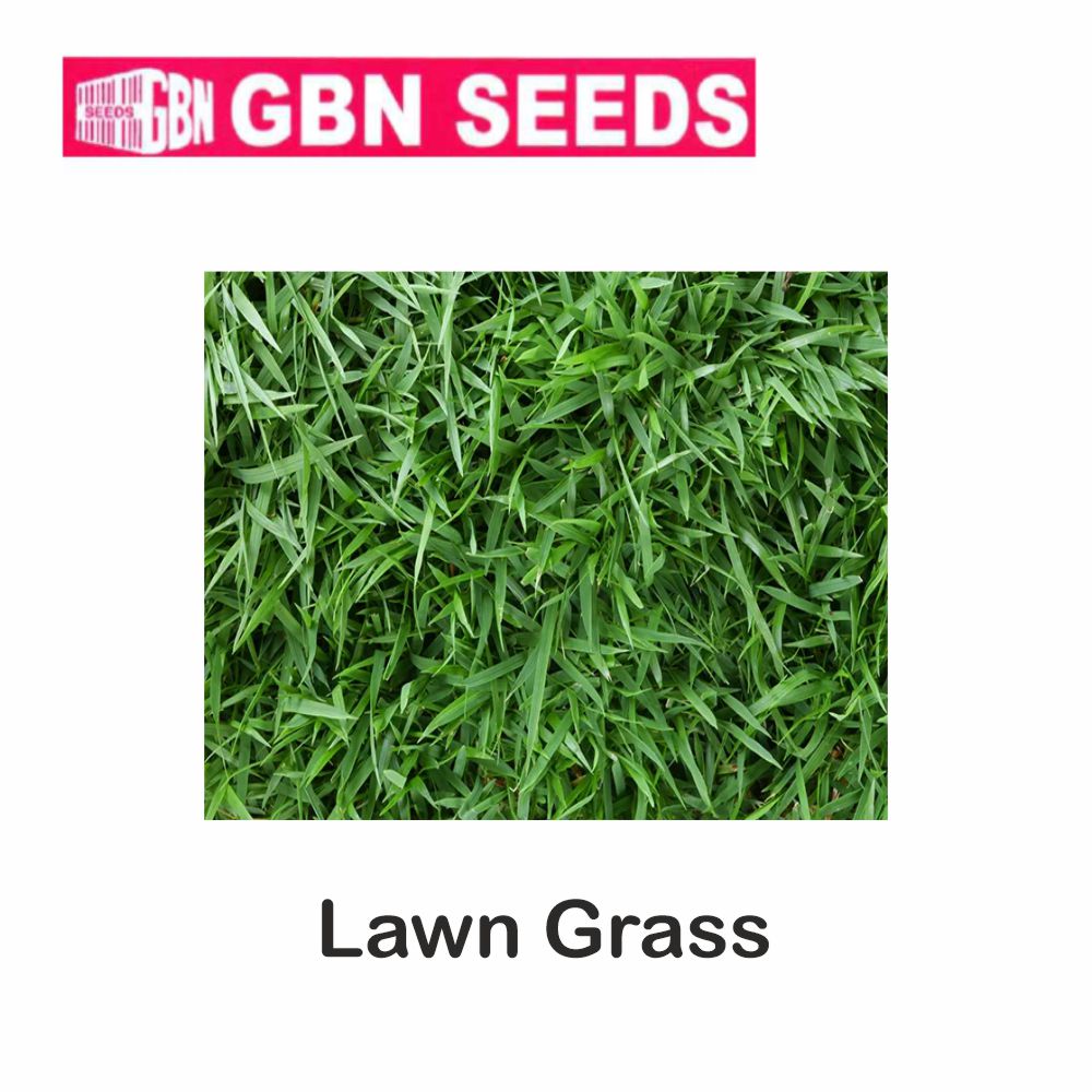 GBN lawn grass seeds (1 KG)(pack of 10) LeafConAgro