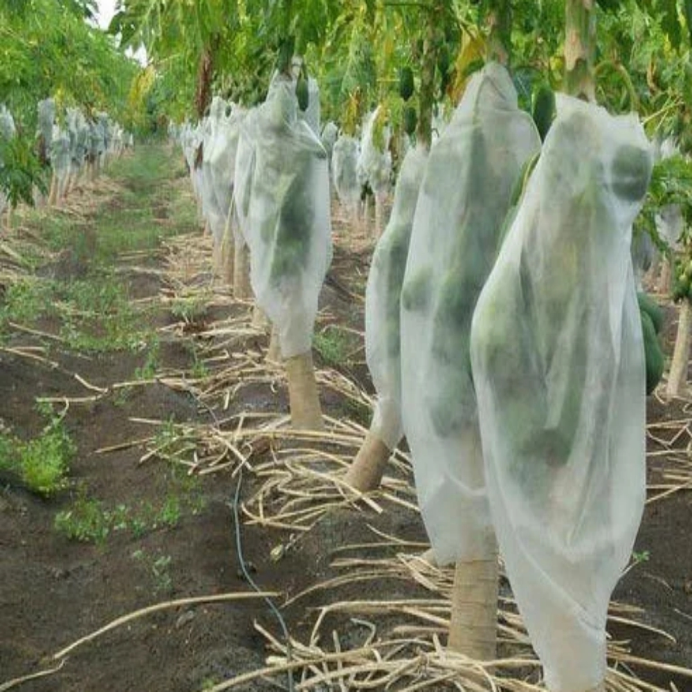 SIDWIN GROW PAPAYA PROTECTION COVER(17 GSM 15" WIDTH 200 MTR LENGTH