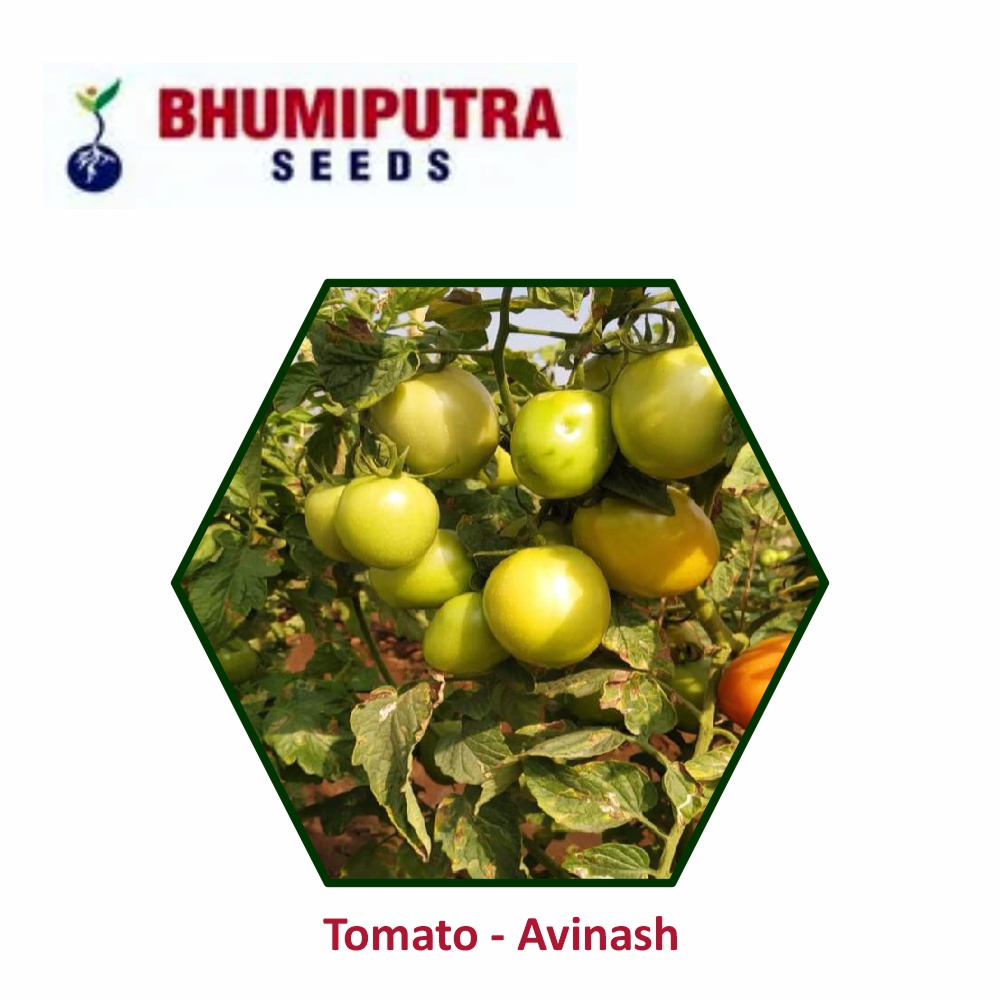 BHUMIPUTRA Hybrid Tomato Avinash11 seeds (10 GM) LeafConAgro