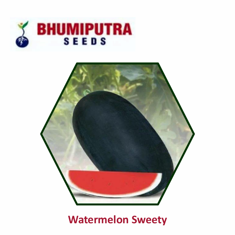 BHUMIPUTRA Hybrid watermelon Sweety seeds (50 GM) LeafConAgro