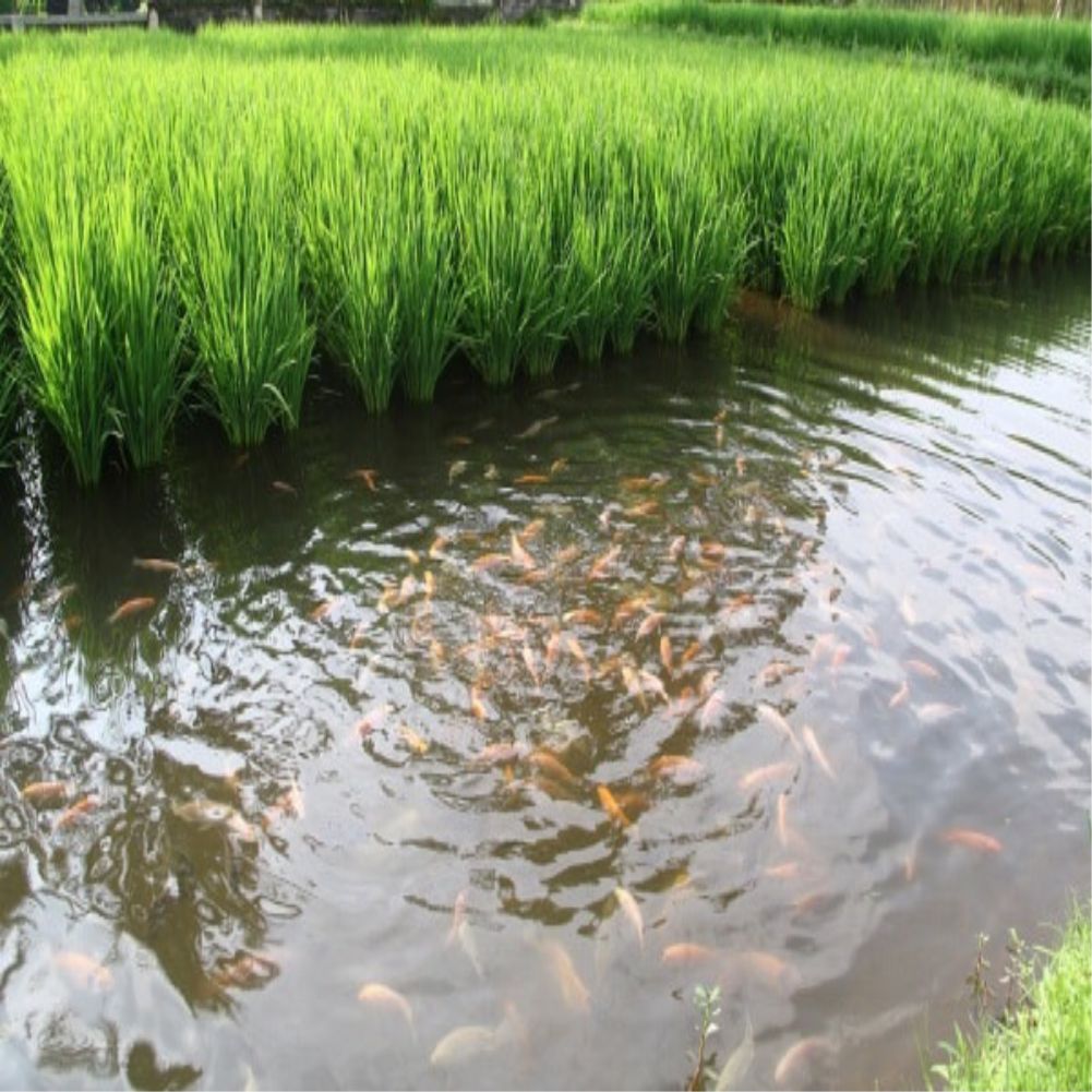 Loan for composite Fish Culture LeafConAgro