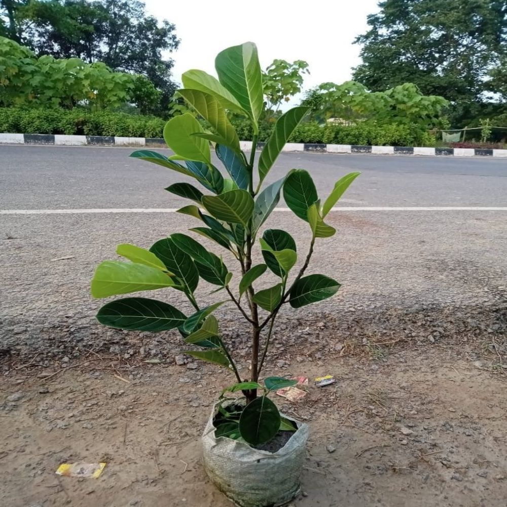 PANKAJ NURSERY JACK FRUIT PLANT (KATHAL) LeafConAgro