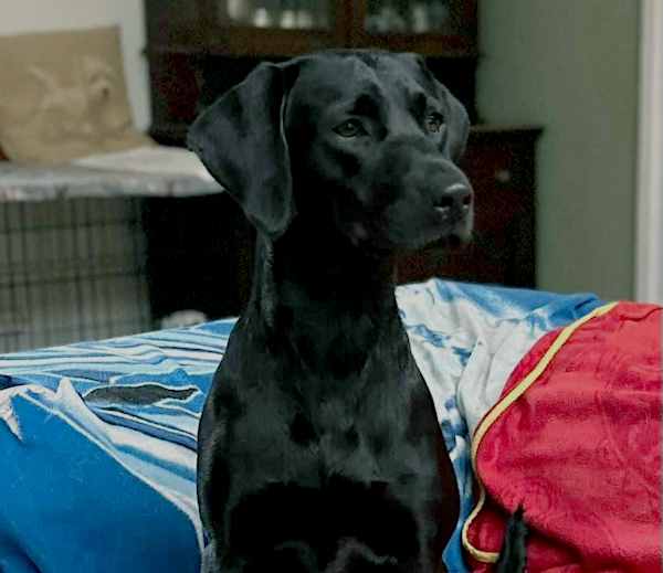 Dog Boarding Uttoxeter Kennels Dog Day Care Leafields Dog Retreat