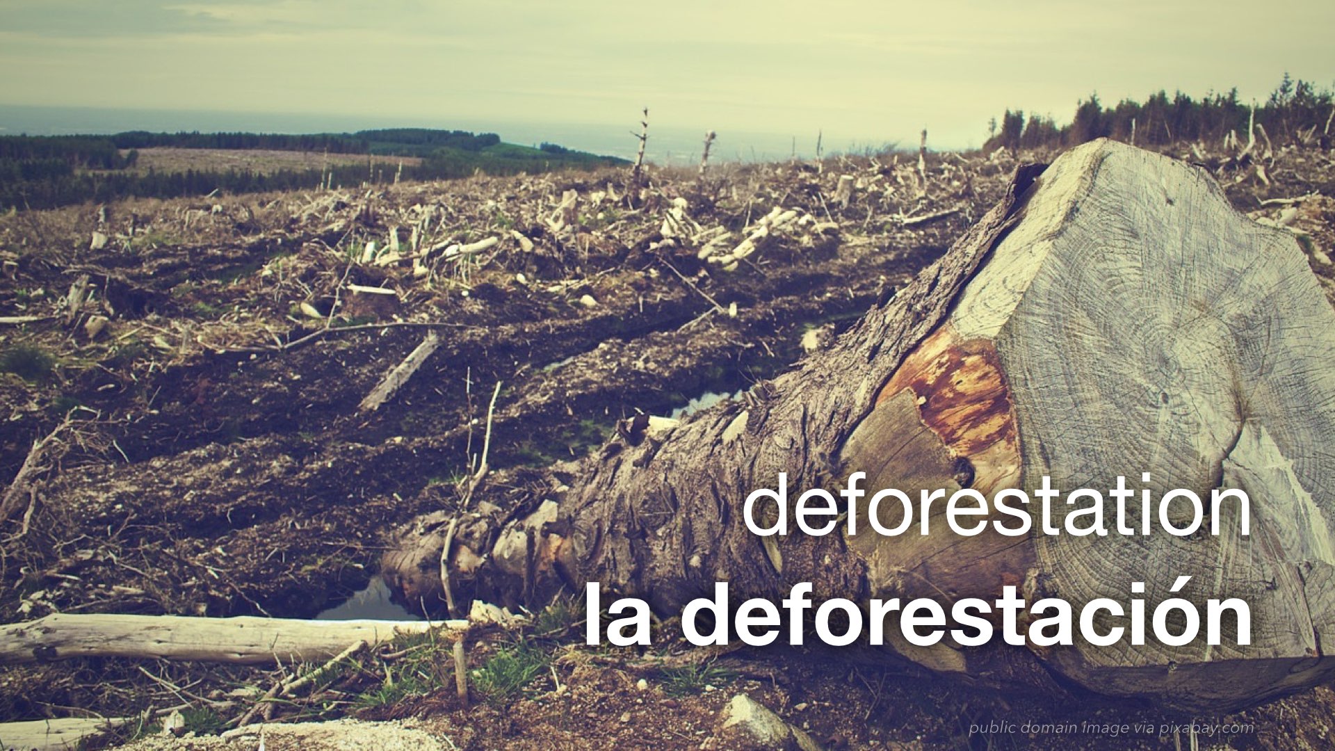 Spanish Vocabulary: The Environment : The LEAF Project