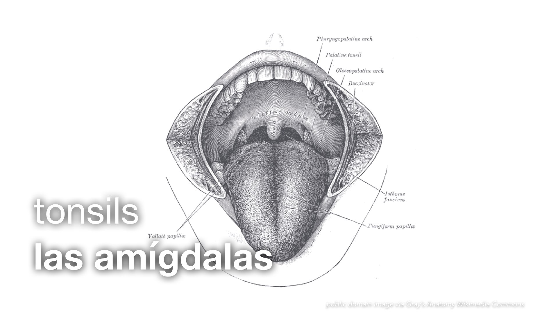 Spanish Vocabulary Medical Internal Organs The LEAF Project