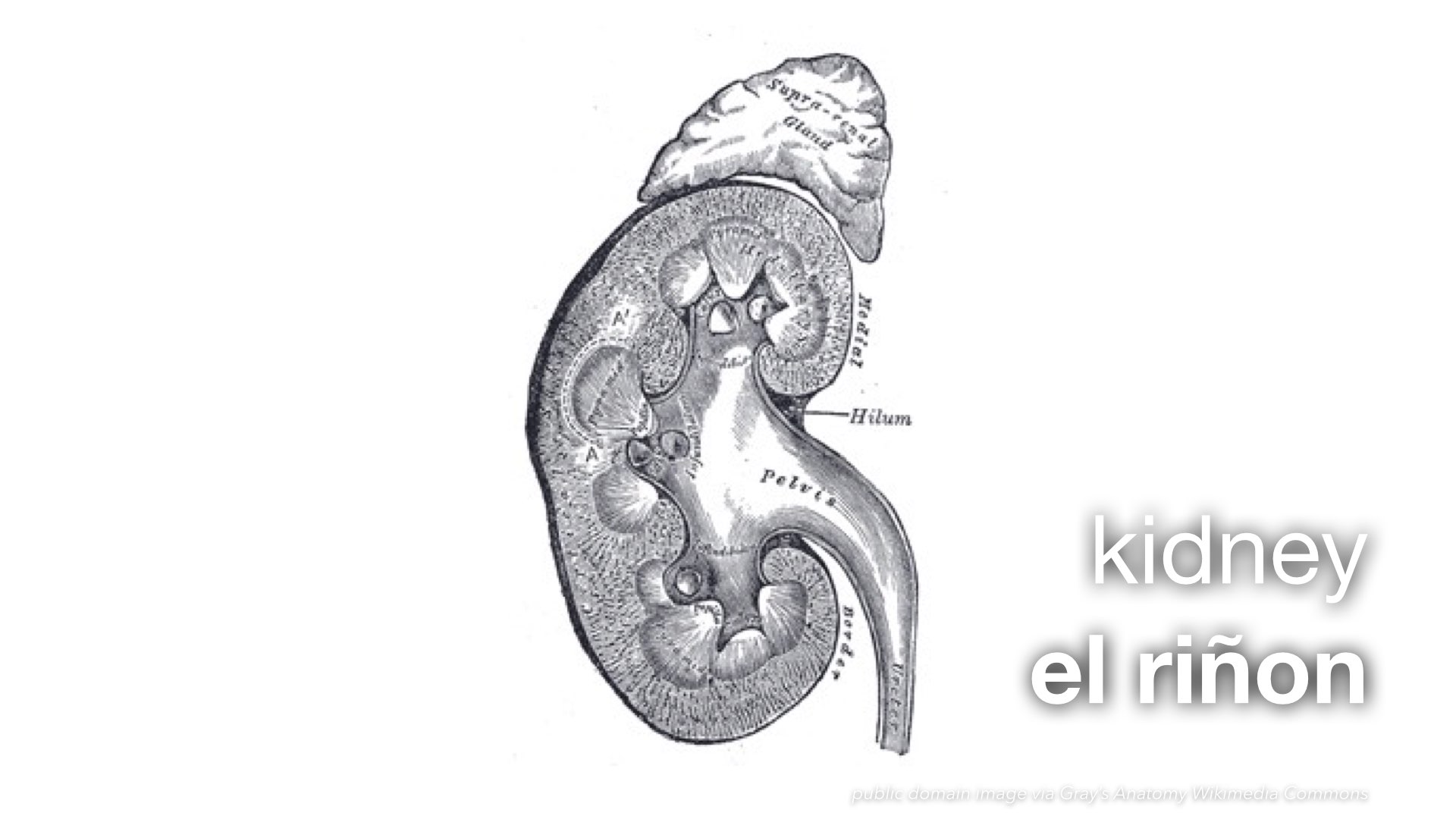 Spanish Vocabulary Medical Internal Organs The LEAF Project