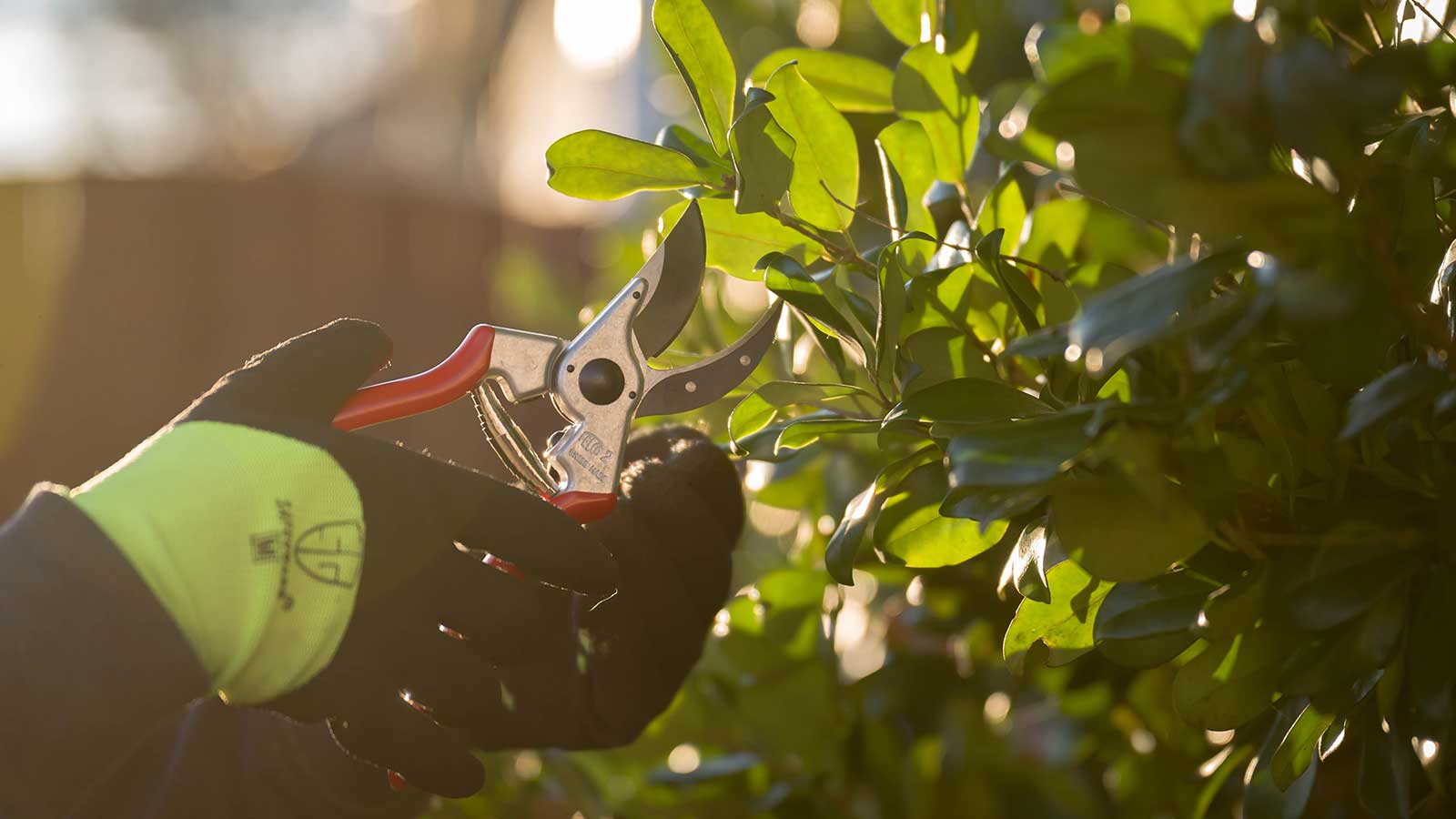 Pruning 101 How To Trim Bushes, Hedges, And Shrubs, 42 OFF