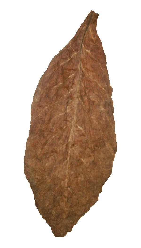 Fronto Leaf High Quality Dark Air Cured Fronto Whole