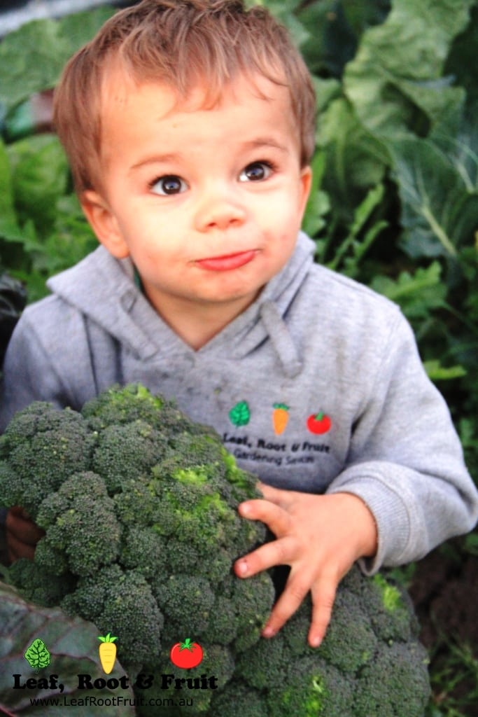 Autumn Planting Guide For Melbourne Leaf, Root & Fruit Gardening Services