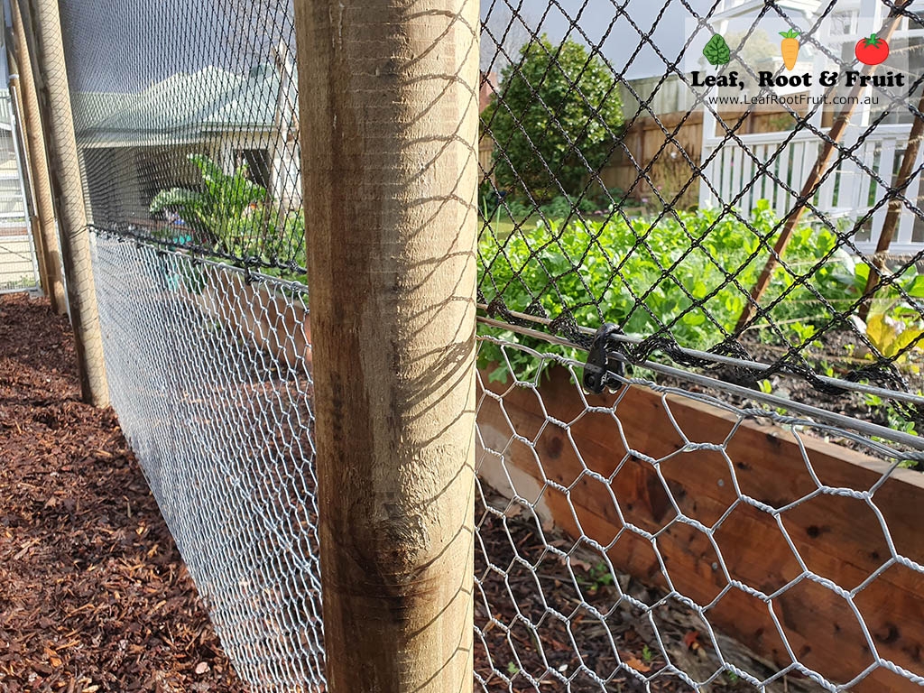 Walk in orchard netting structure for fruit trees Victoria Leaf, Root