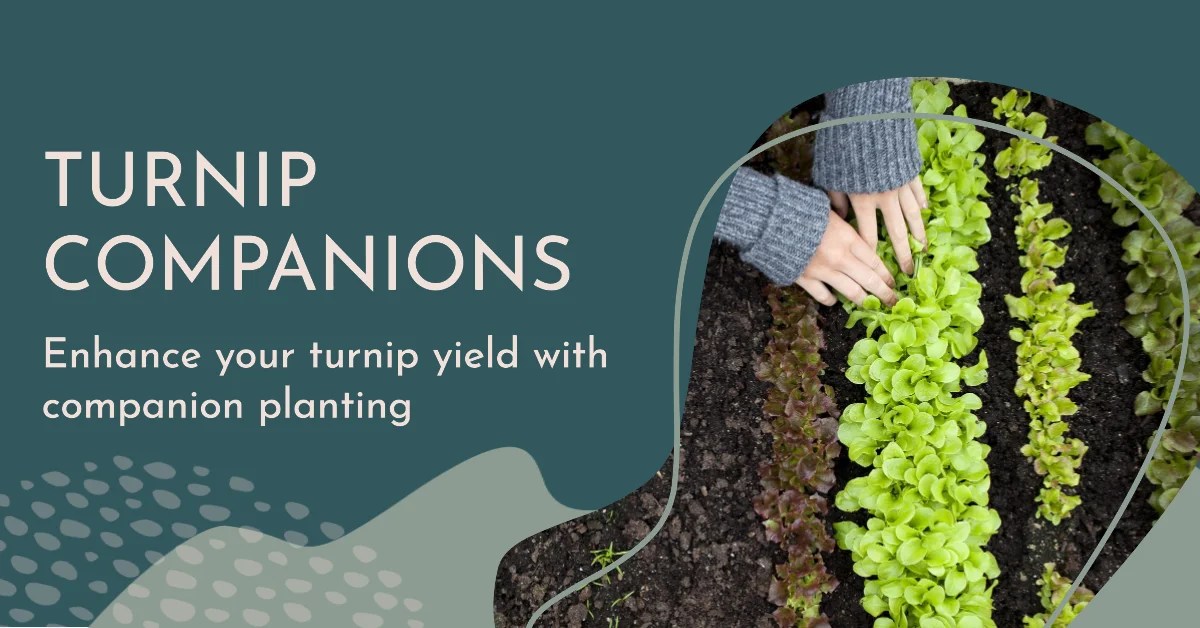 Companion Planting for Turnips How to Boost Growth and Health