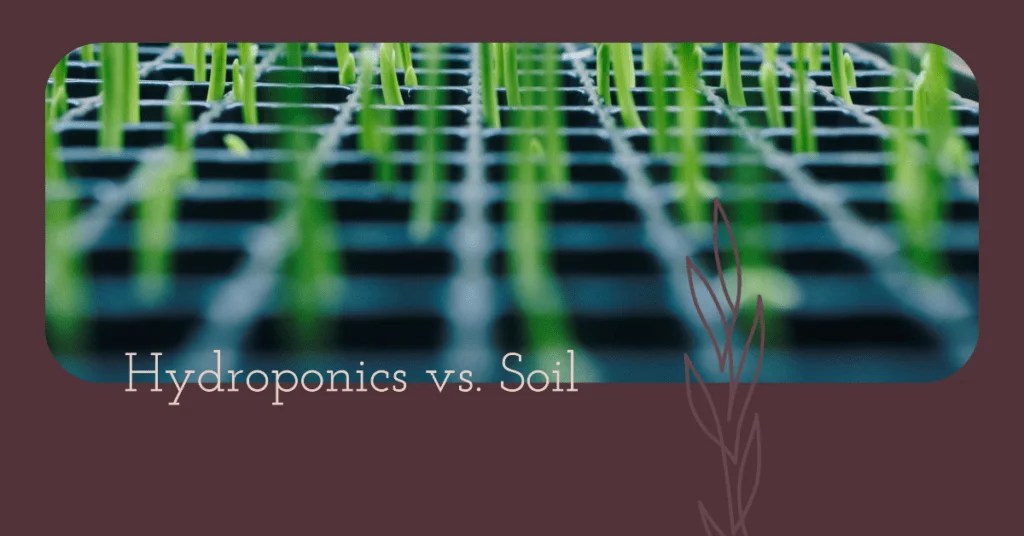Are Hydroponics Better Than Soil Which is Superior?