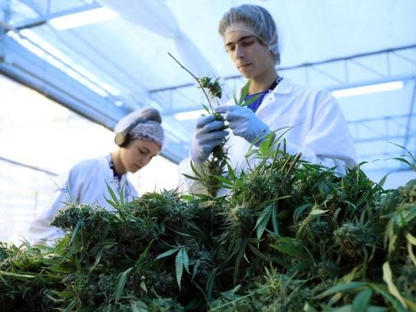 The cannabis industry is set to employ 400,000 people in the US by 2021