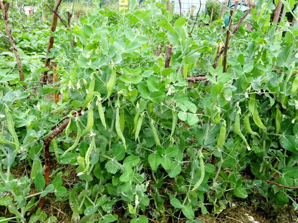 Growing Mangetout Peas LEARN HOW TO GARDEN