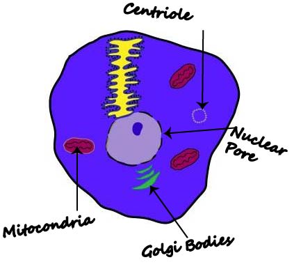 Animal Cell Diagram