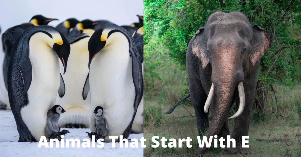 Animals That Start With E Learn About Nature