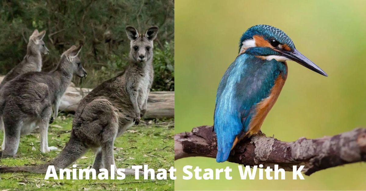 Animals That Start With K Learn About Nature