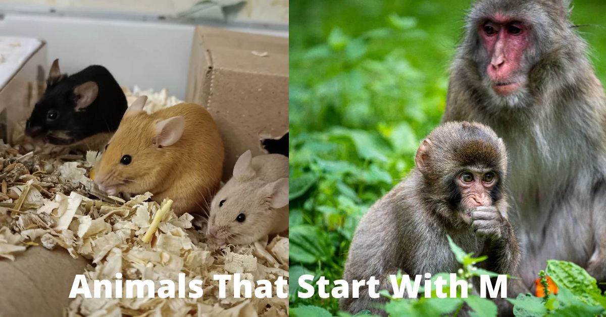 Animals That Start With M Learn About Nature