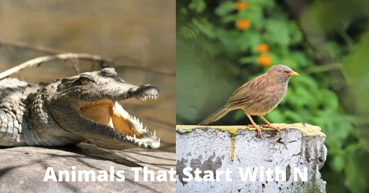 Animals That Start With N Learn About Nature