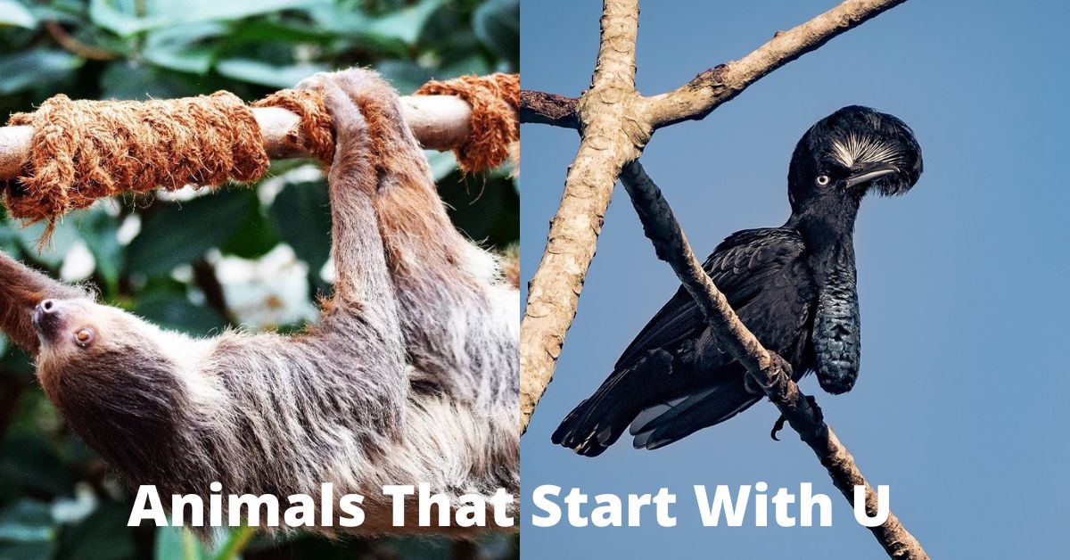 Animals That Start With U Learn About Nature