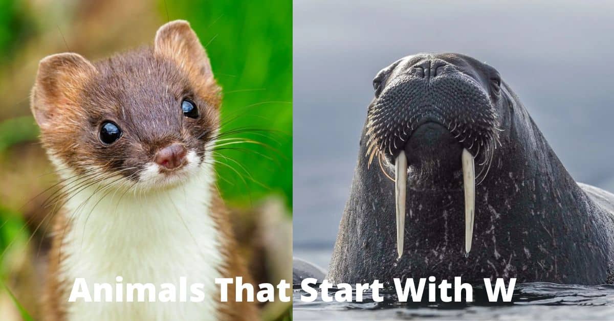 Top 162 + Animals that start with w