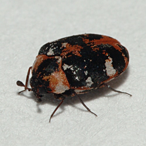 Carpet Beetles Learn About Nature