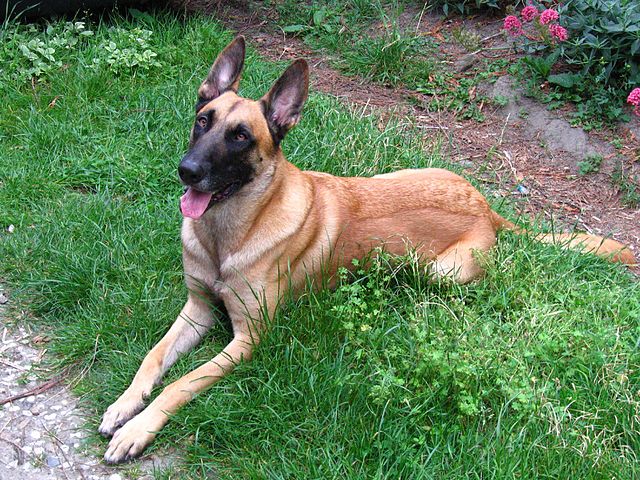 Belgian Malinois Growth Chart - Learn About Nature