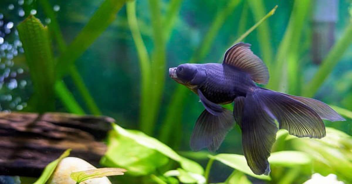 Black Goldfish Tank