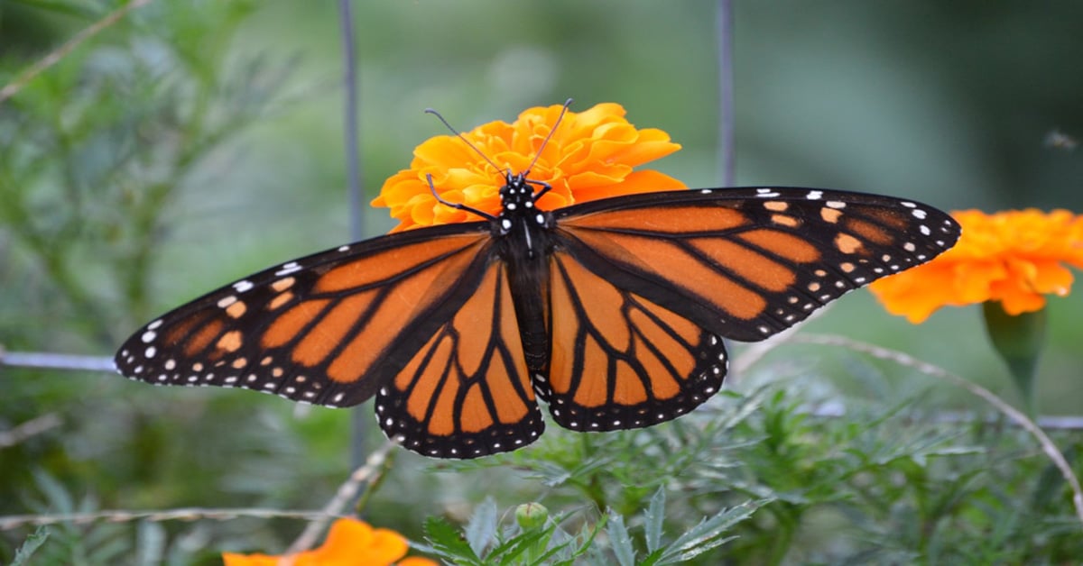 List of Butterflies in Arkansas Learn About Nature