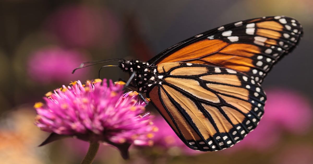 List of Butterflies in California Learn About Nature