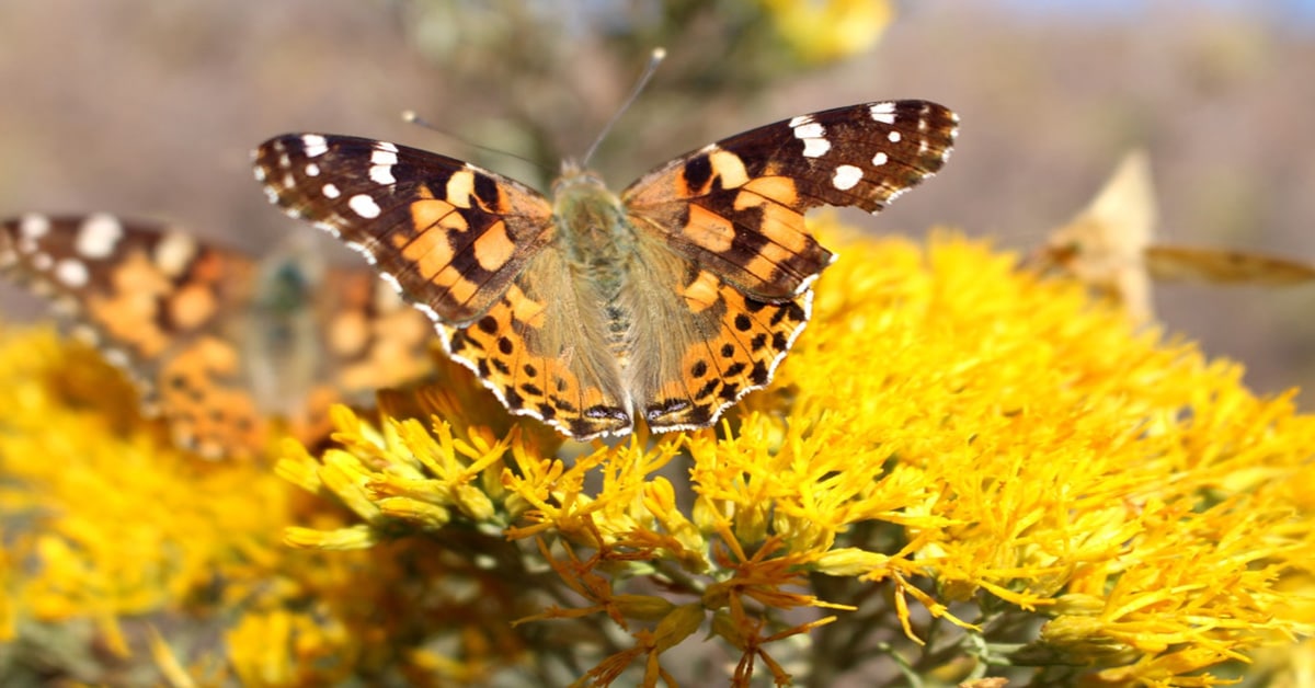 List of Butterflies in Colorado Learn About Nature