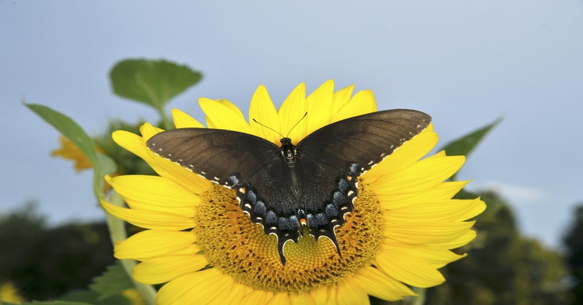 List of Butterflies in Missouri Learn About Nature