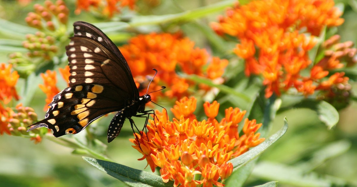 List of Butterflies in Tennessee Learn About Nature