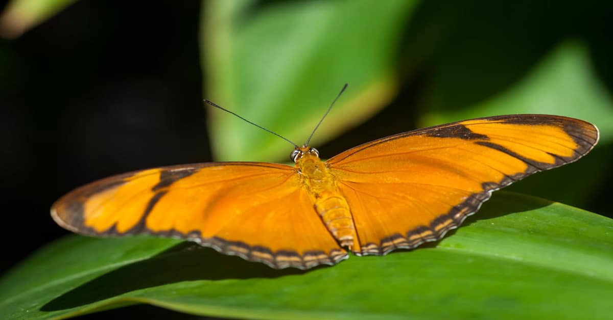 List of Butterflies in Texas Learn About Nature