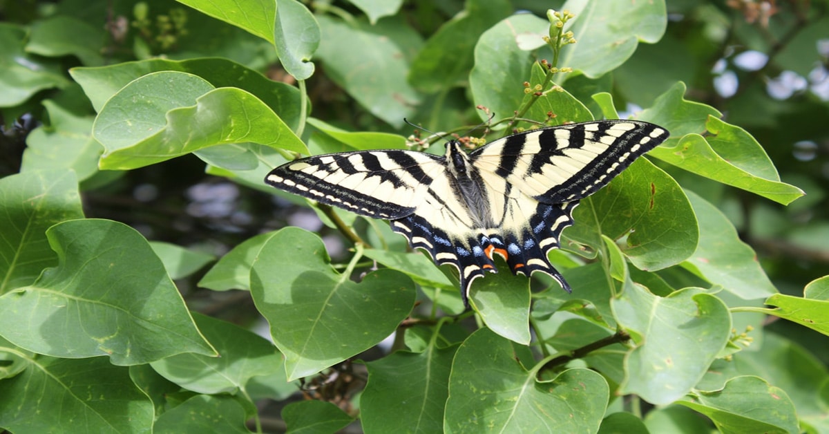 List of Butterflies in Utah Learn About Nature